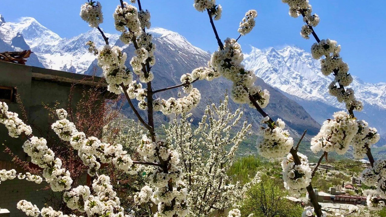 Hunza Cherry Blossom Tours